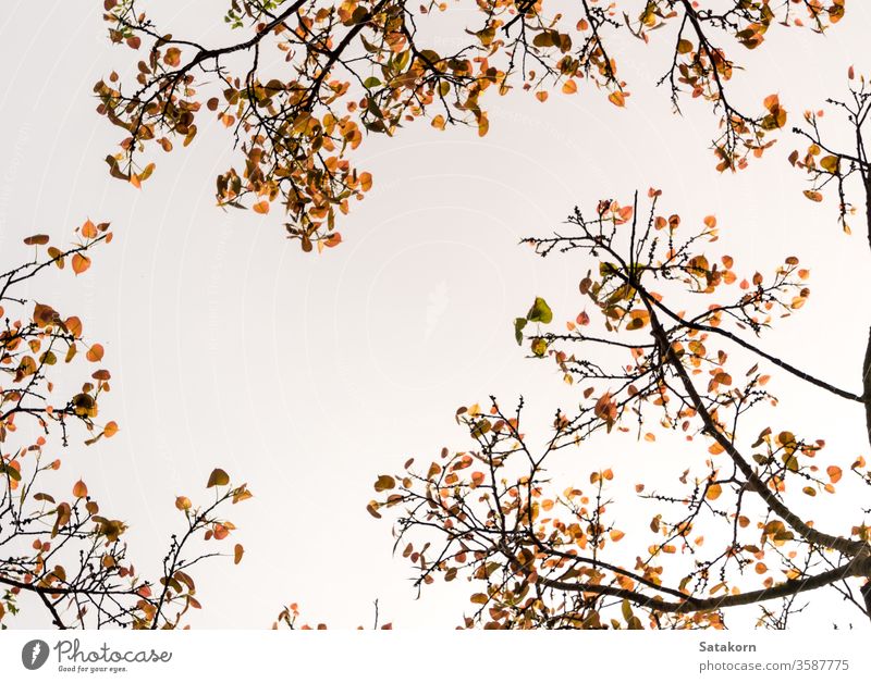 A Low Vantage Point to the leaves of Sacred Fig Tree , Looking up to the sky through light sun tree ficus forest green branches nature sunlight background wood
