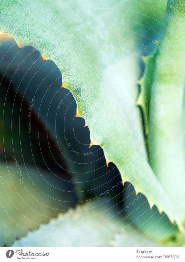 Succulent plant close-up, thorn and detail on leaves of Agave plant succulent agave leaf green white wax silvery gray beautiful nature texture symmetrical