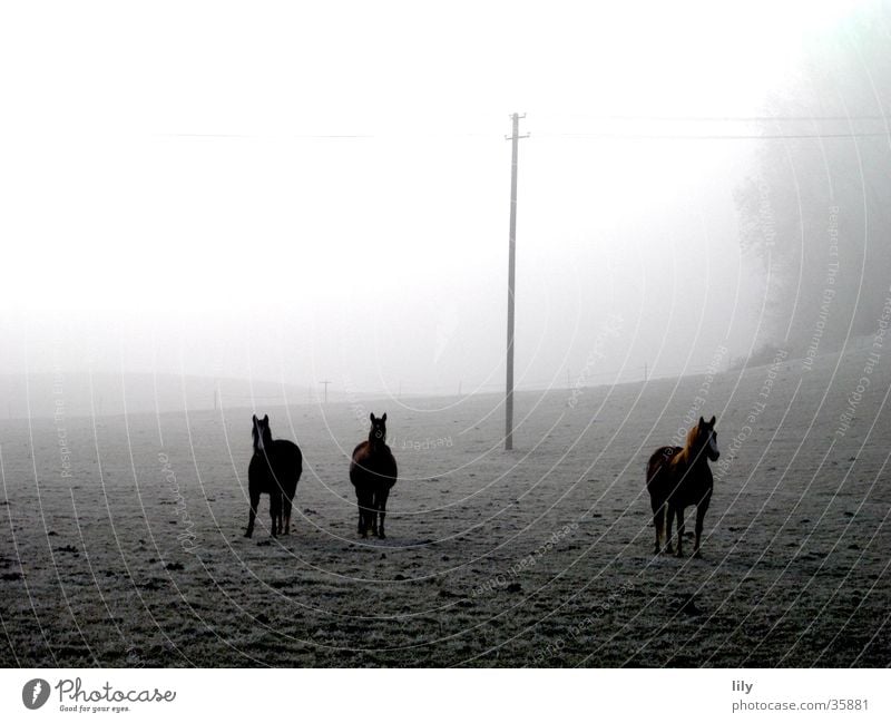 Horses in the fog Fog Mysterious Moody Curiosity Hoar frost Frost Pasture Freedom Happy Winter morning