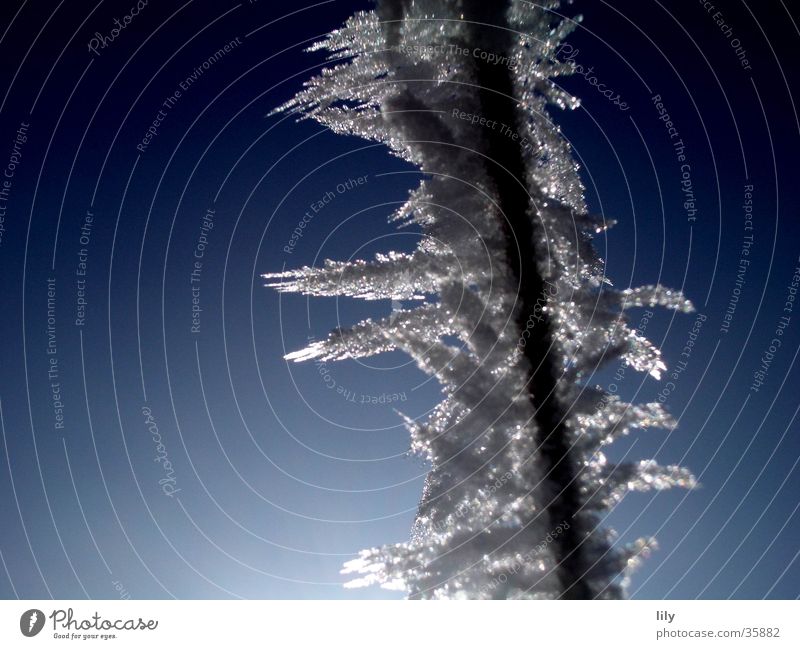 ice spines Hoar frost Cold White Frozen Ice Branch Sky Sun Blue