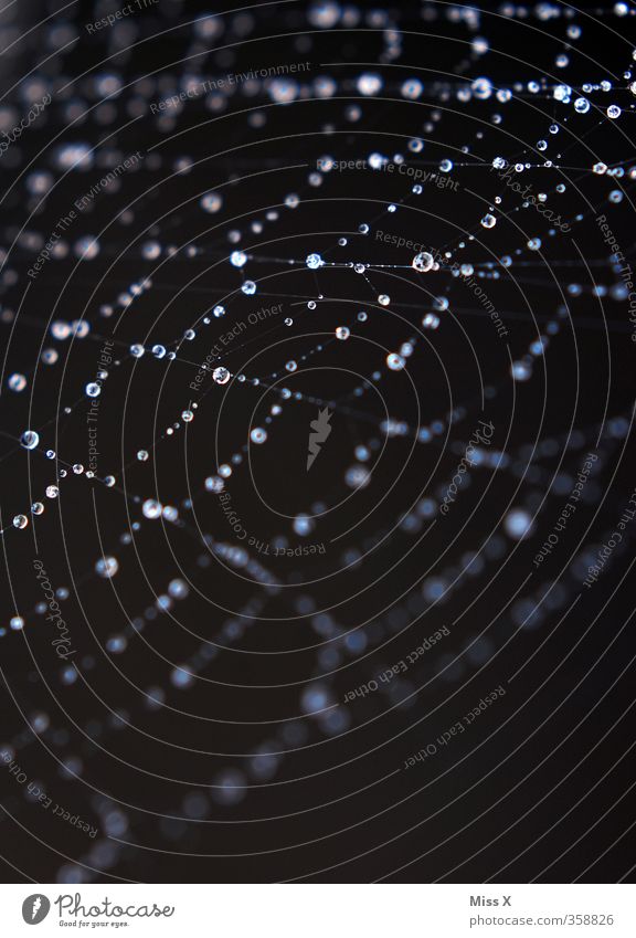 Network Drops of water Animal Spider Wet Reticular Dew Spider's web Colour photo Close-up Macro (Extreme close-up) Deserted Copy Space bottom Neutral Background