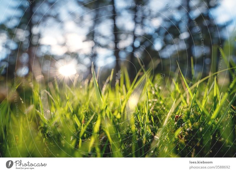 Close up of woodland with grass and young evergreens during sunset in a forest, Mieminger Plateau, Austria plant light nature natural season beautiful beauty