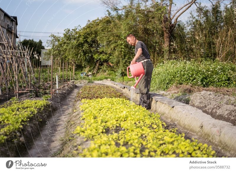 Ethnic farmer watering plants on plantation in hot summer day watering can watering pot garden oriental care agriculture agronomy cultivate pour man gardener