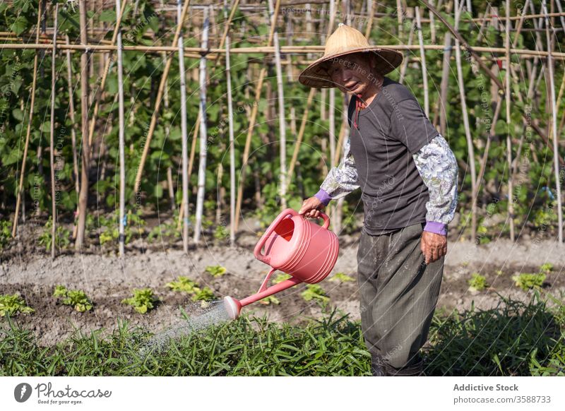 Ethnic farmer watering plants on plantation in hot summer day watering can watering pot garden oriental care agriculture agronomy cultivate pour man gardener