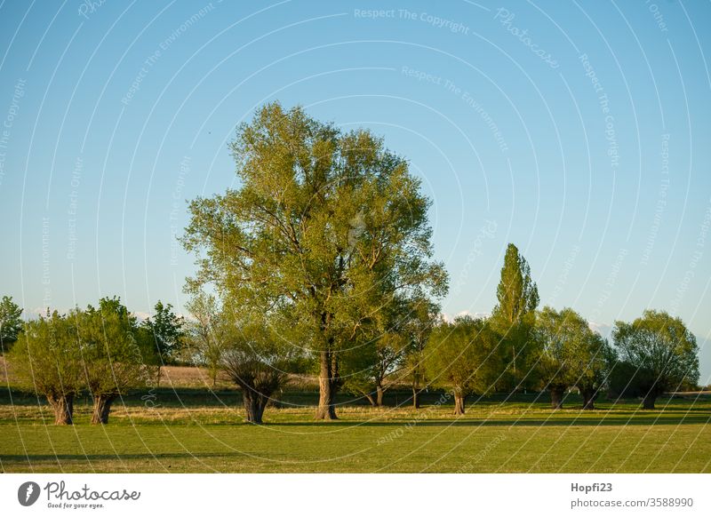 Willows Group of trees Willow tree graze wicker Deciduous tree Summer Sun sunshine green Sky Blue Cloudless sky great Old Nature Exterior shot Landscape