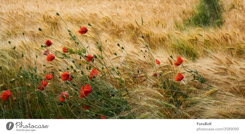 Cereal field with poppy flowers Grain field Cornfield Summer Poppy poppies Red Yellow green Agriculture Environment Nature Barleyfield