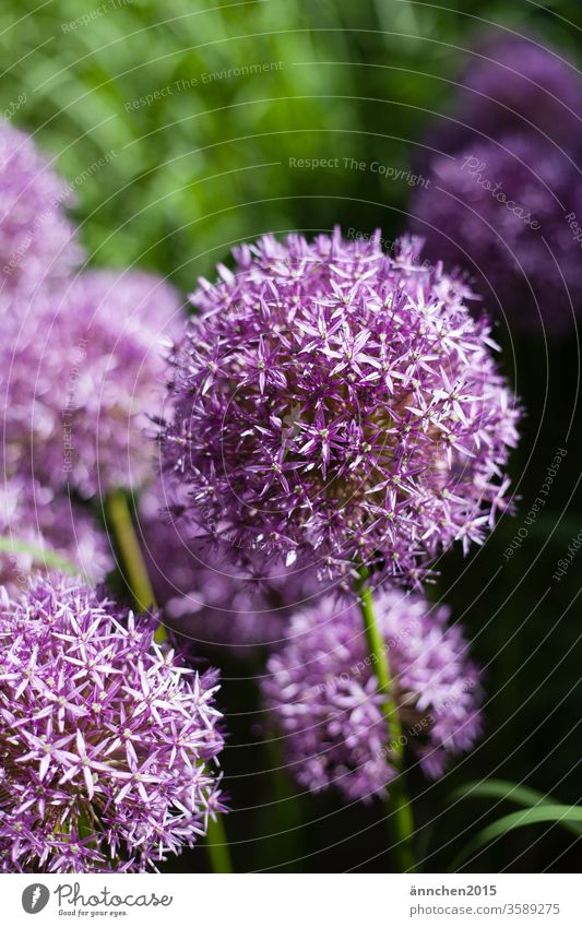 Flowers of a giant ornamental shrub Allium bleed ornamental garlic Violet Blossoming Plant flowers Colour photo Deserted Garden spring Nature Exterior shot