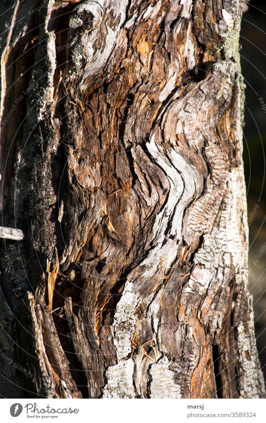 Wavy wood look Wood grain Bow Texture of wood Pattern Abstract Comforting Exceptional natural detail wooden background Structures and shapes peculiar Old