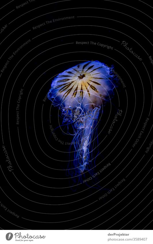 Swimming jellyfish Blue Contrast Central perspective Animal portrait North Sea jellyfish blue jellyfish Day Tentacle Structures and shapes Neutral Background
