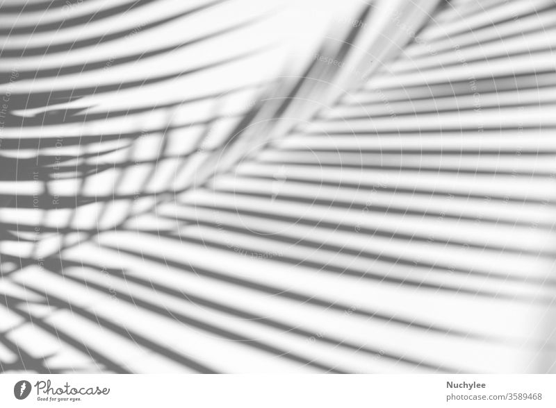Tropical palm leaves natural shadow overlay on white texture background, for overlay on product presentation, backdrop and mockup, summer seasonal concept shape