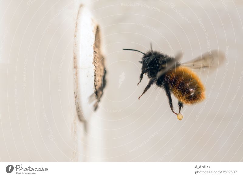 Macrograph of a mason bee (Osmia cornuta) in flight Bee bees Brood cell Loam Hollow Nature wild bee wild bees Flying Mason bee Insect Animal