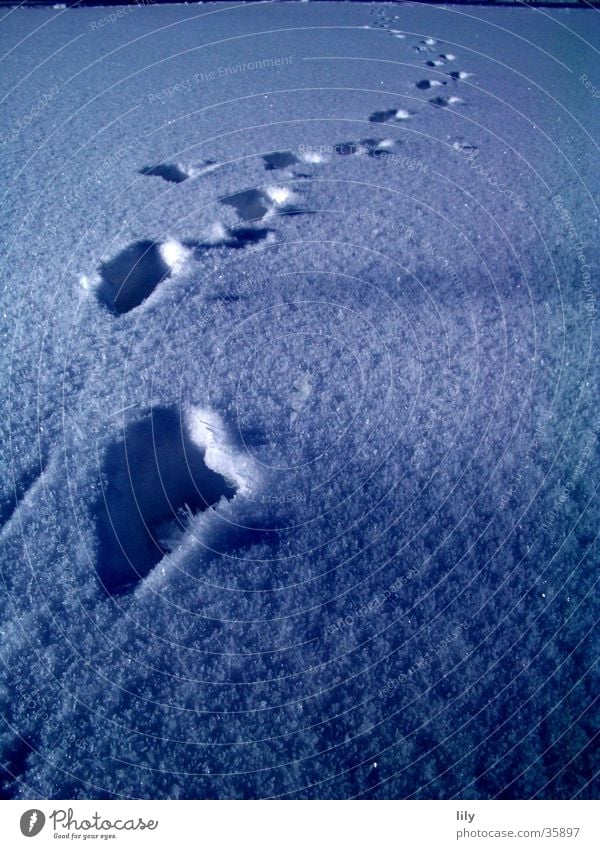 Tracks in the snow #1 Snow layer Mysterious Human being Sun Chase