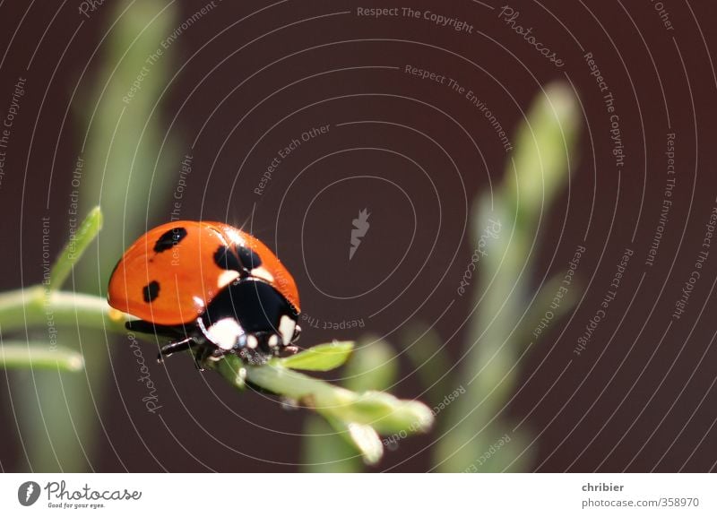 ladybugs Nature Landscape Animal Summer Plant Garden Beetle Ladybird 1 Relaxation Crawl Sit pretty Small Near Green Red Black Contentment Happy Environment