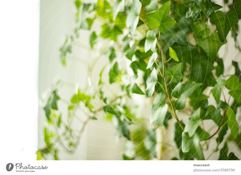 Ivy cinerea Hedera Houseplant Plant Verdant White Flat (apartment) room floral flaked leaves climbing plant helix green Botany Green thumb civilized