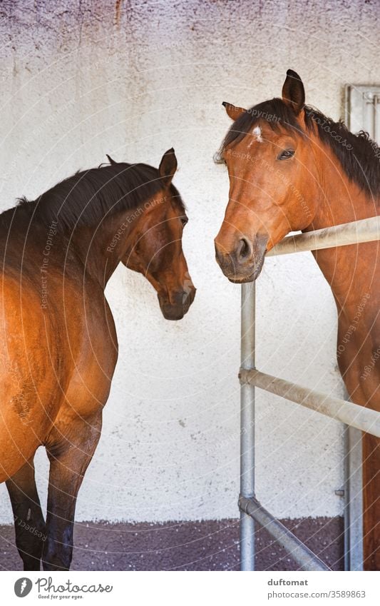 Two horses in the stable, arrogant look Horse Horse's head Stable Horse breeding Horseback Barn boxes Brown Looking Wait Animal Animalistic Animal portrait Ride