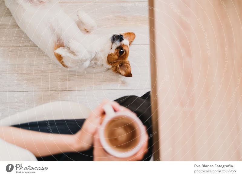 young woman working at home, holding a cup of coffee. Cute small dog lying on the floor. Stay home concept mobile phone technology pet jack russell office