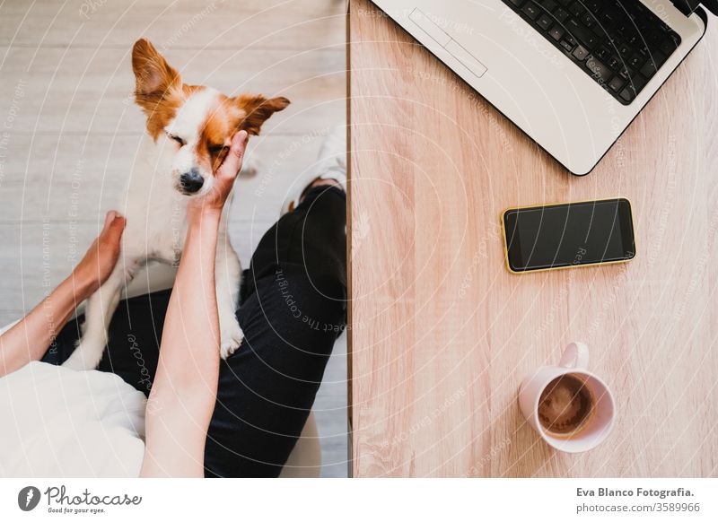 young woman working at home, cuddling Cute small dog. Stay home concept coffee mobile phone technology pet jack russell office work home laptop modern business