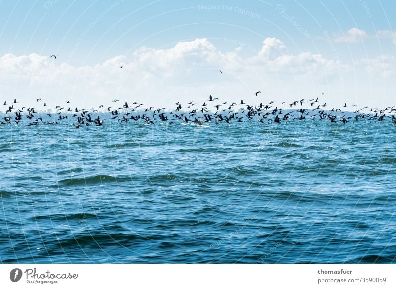 large flock of cormorants over the sea approaching a school of herring birds Cormorant Flock Ocean Horizon Clouds Sky Blue Waves To feed fishing Plagues