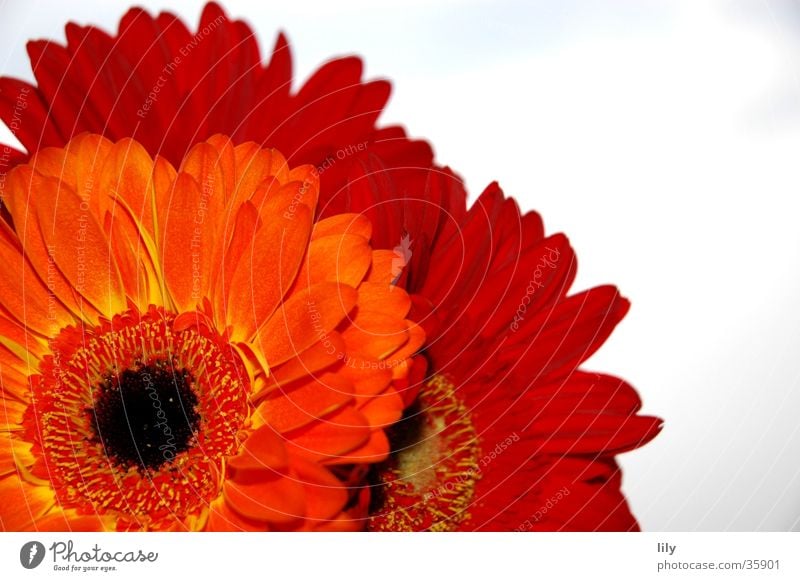 tannery bouquet Gerbera Flower Red Macro (Extreme close-up) Close-up Orange Sky Contrast rich colour