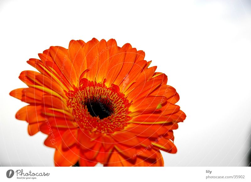 Gerbera orange Flower Macro (Extreme close-up) Close-up Orange Sky Contrast rich colour
