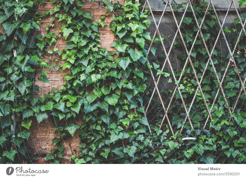 Green ivy plant climbing the brick wall and the window grille of an abandoned old factory overgrown glass green aged weathered building flora texture natural