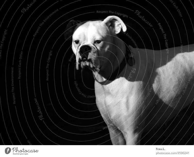 The white boxer bitch looked sad, because her right ear was badly illuminated. Dog Boxer Pet Animal portrait Exterior shot Sunlight