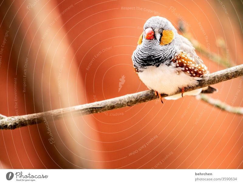 THE EARLY BIRD CAN KISS MY ASS. Animal portrait Blur Contrast Light Day Deserted Close-up Exterior shot Colour photo Beak Small already Fantastic Exotic