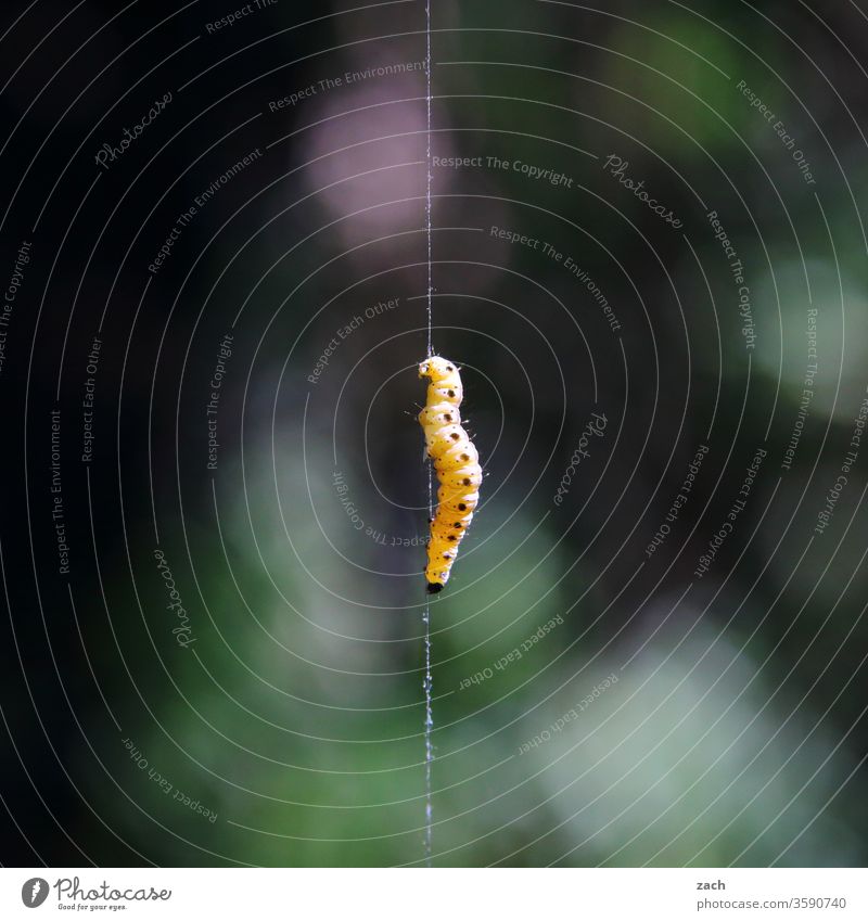 Larva of an insect hanging by a thread Nature Caterpillar Insect Animal Black Yellow tree green Crawl Plant Close-up creep maggot threads Silk Worm pupate