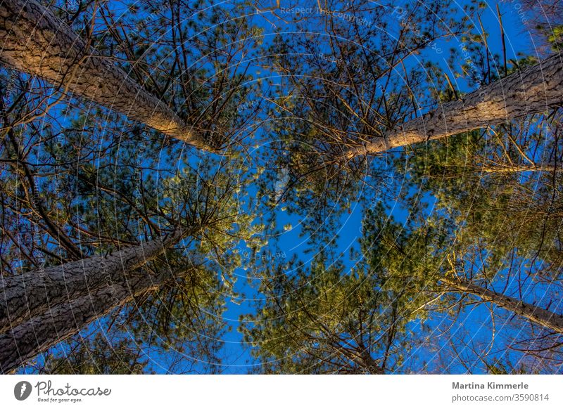 Pines photographed from bottom to top against a blue sky in the evening sun Branch tree flaked leaves huts spring green Autumn Sky wood Season Jawbone Landscape