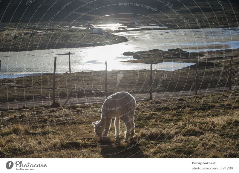 Peruvian llama alpaca america andes animal background beautiful beauty blue brown cute desert funny guanaco hair isolated landscape mammal natural nature one