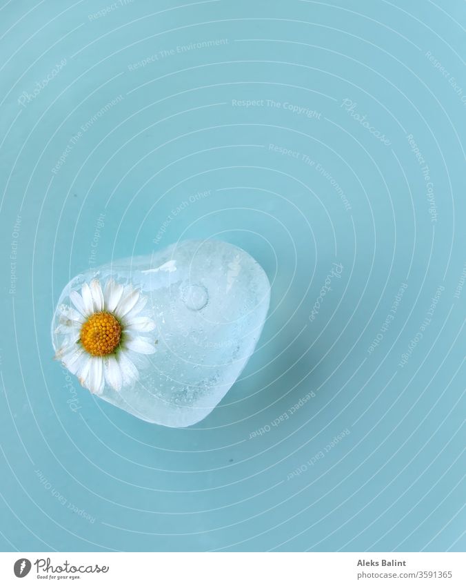 Ice cube with daisies Daisy Daisy flowers Frozen Fresh chill Summer Refreshment