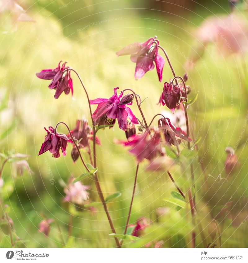 emperor flower Nature Plant Summer Beautiful weather Flower Leaf Blossom Aquilegia Flowerbed Garden Park Esthetic Bright Soft Pink Idyll Delicate Blur