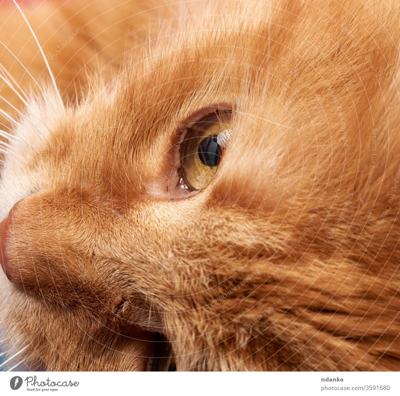 open yellow eye of a red cat adorable adult animal background black brown closeup color cute detail domestic eyes face feline fluffy fur ginger hair head kitten