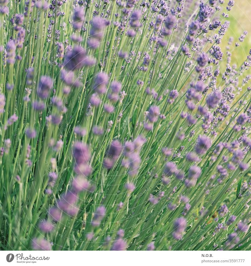 Lavender square Plant bleed Violet Fragrance Nature flowers Colour photo Summer Shallow depth of field Exterior shot Day Blossoming green Deserted