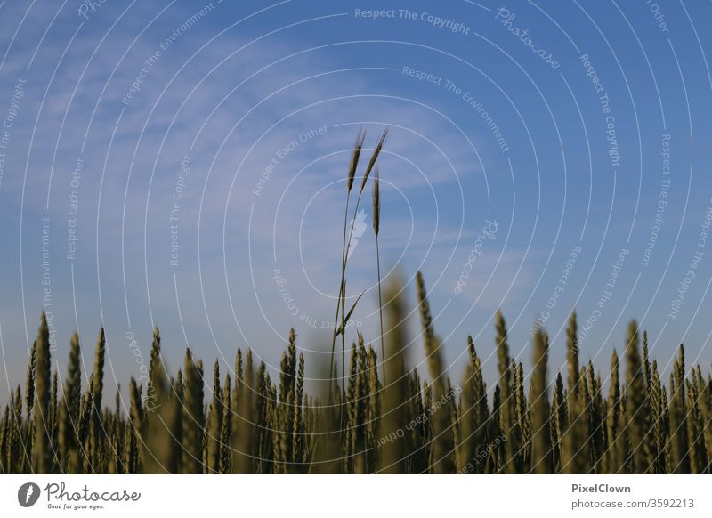 Grain cultivation and above it a bright blue sky Field grain Sky Agriculture Cornfield Food Nutrition Nature Summer Ear of corn Agricultural crop