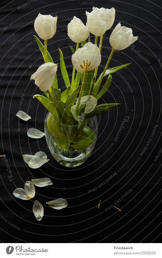 white tulip bouquet tulips Vase Faded black background Contrast flower decoration