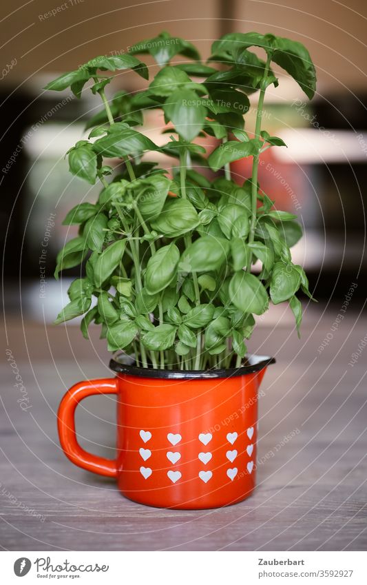 Basil in a red cup with white hearts green Plant seasoning Cup Red cuddle cake boil Italian Food Herbs and spices Cooking Cozy