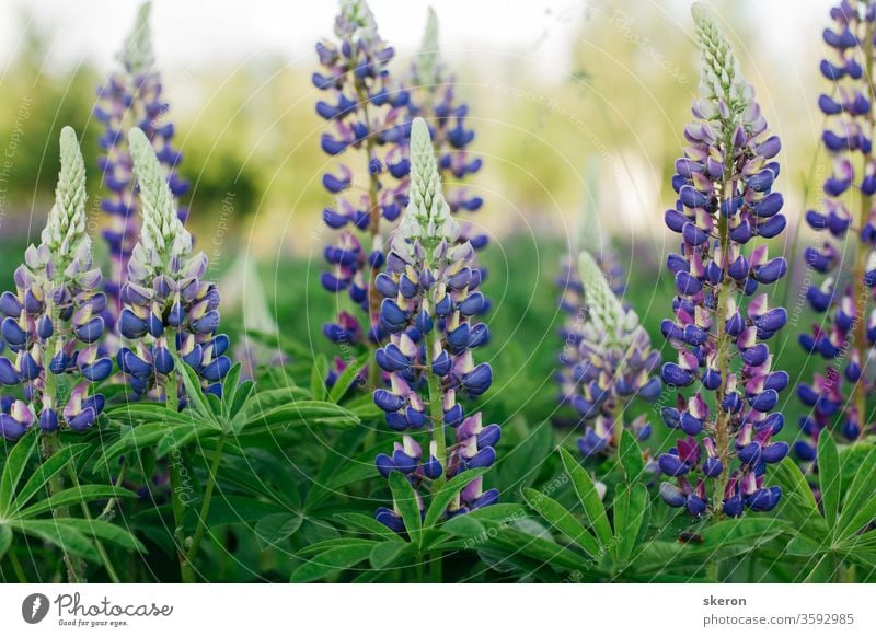 colorful and fresh lupines on the background of the setting sun in the city Park. desktop Wallpapers and gift cards. concept: environmental protection and conservation of rare plants