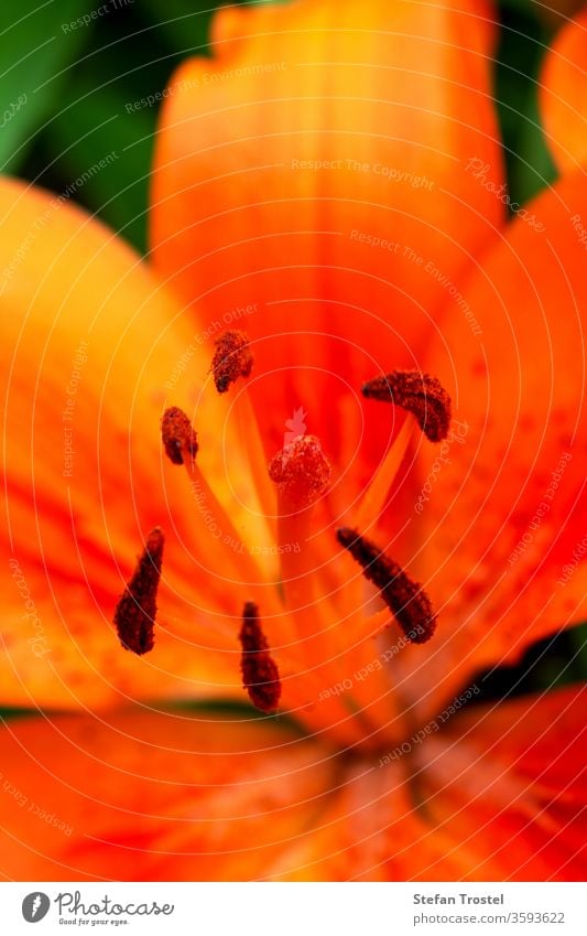 collection of pollen on a lily in a close-up spring natural color flora botany-lilium_bulbiferum nature blooming flower-orange_lily leaf beauty background red