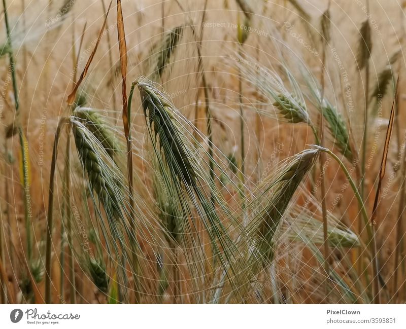 grain field Field Grain field Nature Landscape Agricultural crop Summer Colour photo Cornfield barley rye wheat