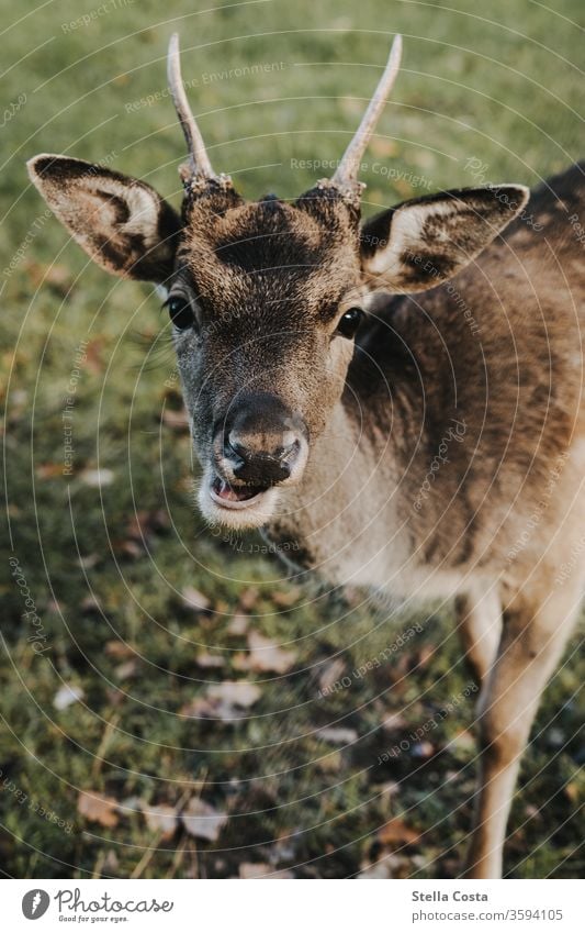 Portrait of a fawn Roe deer Fawn horns Animal Wild animal Exterior shot Colour photo Nature Animal portrait Deserted Mammal Shallow depth of field Baby animal