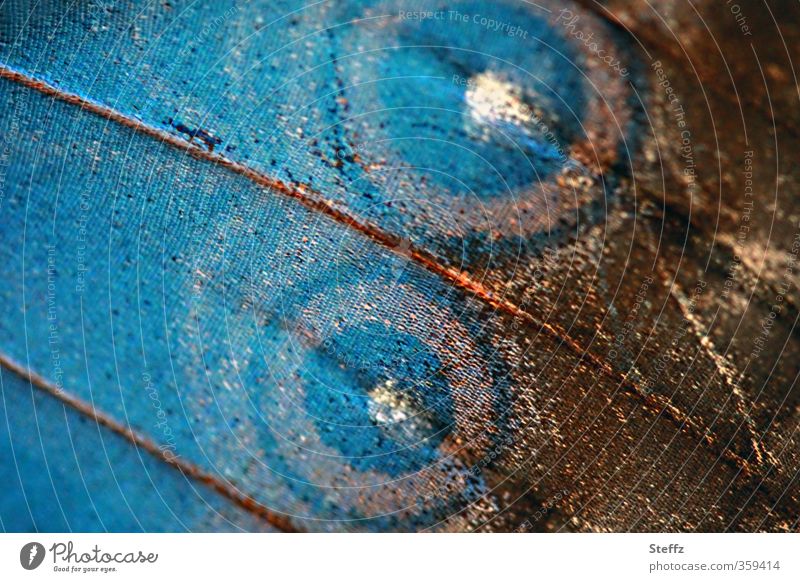 Natural pattern on a butterfly wing Wing pattern natural symmetry natural pattern morphoid age butterfly wings blue wings nature design natural form