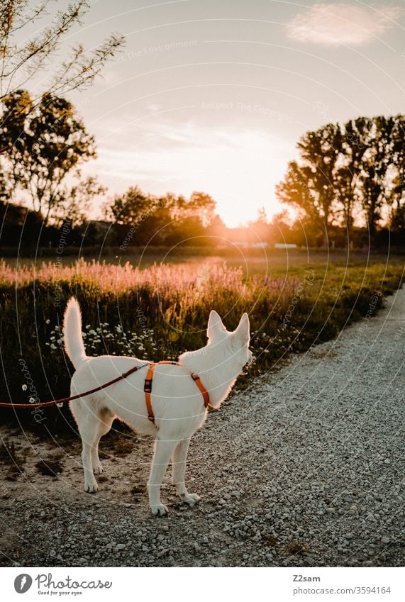 white shepherd dog looking towards the sunset Dog Walk the dog Evening Sun Sunset stroll sunshine Warmth Summer Nature Landscape To go for a walk leash relaxed