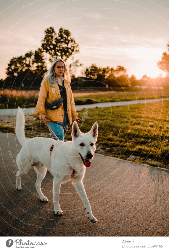 Taking a walk in the evening sun Walk the dog Dog To go for a walk Pet Exterior shot Landscape Sunset Summer Warmth Nature Shepherd dog White Woman Mammal