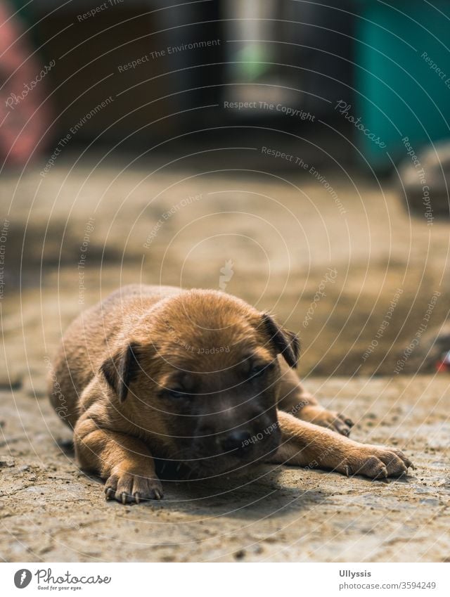 Close- up photo of a newborn puppy lying on the ground outside the house during sunset adorable animal background bear beautiful black breed brown canine cute