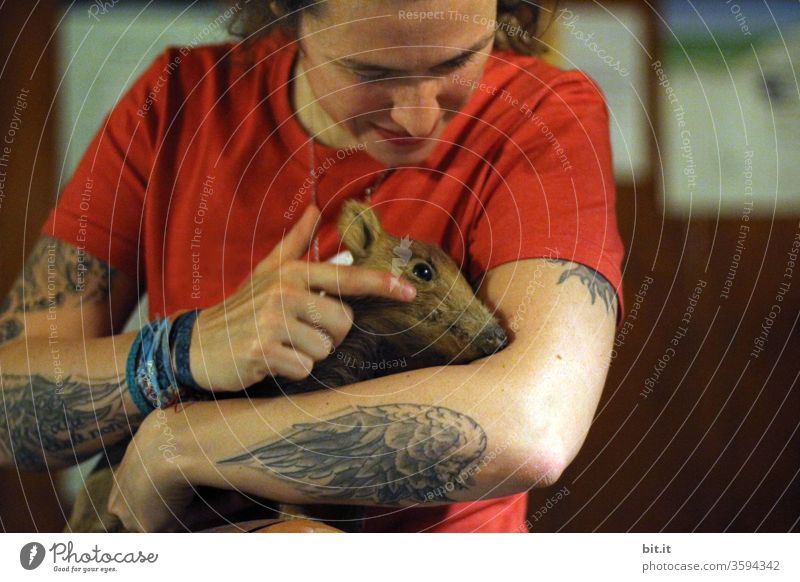 Young, animal-loving, tattooed, curious woman stroking young wild boar. Freshman with brown fur inside on the arm of a woman in red t-shirt. Front view, upper body of a natural adult with wing tattoo, many tattoos on the arm.