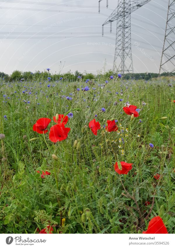 A meadow with poppies, flakes and chamomile Meadow Meadow flower Knapweed Poppy Poppy blossom Chamomile Plant Summer Exterior shot bleed flowers Poppy field