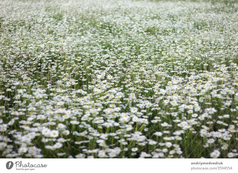 a large field of daisies. background with white flowers spring floral bloom garden nature natural growth summer sunlight daisy outdoors herb fresh chamomile