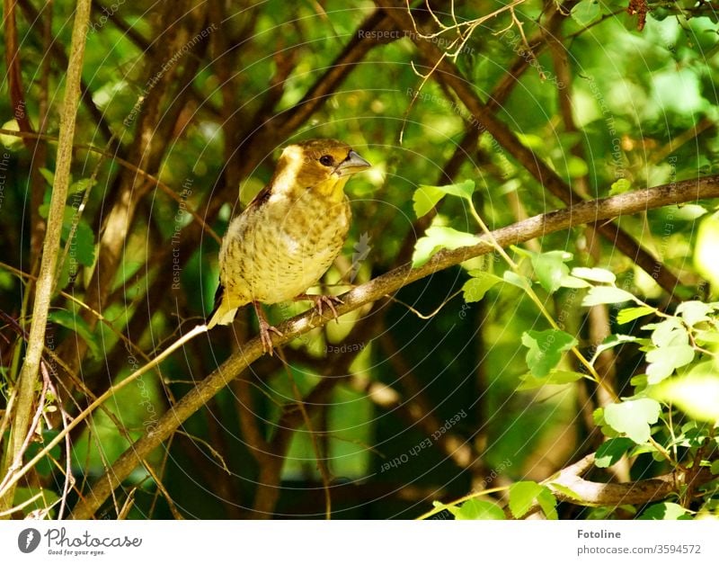 A little girly strand sits on a branch in the green birds Animal Nature Colour photo Exterior shot 1 Wild animal Day Deserted Environment Shallow depth of field
