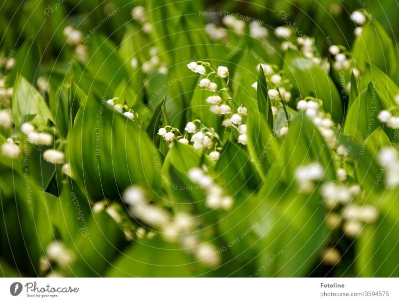 Many lilies of the valley stand like in a demo without the minimum distance Lily of the valley lily of the valley leaves flowers Colour photo White spring Plant